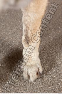 Wolf leg photo reference 0003